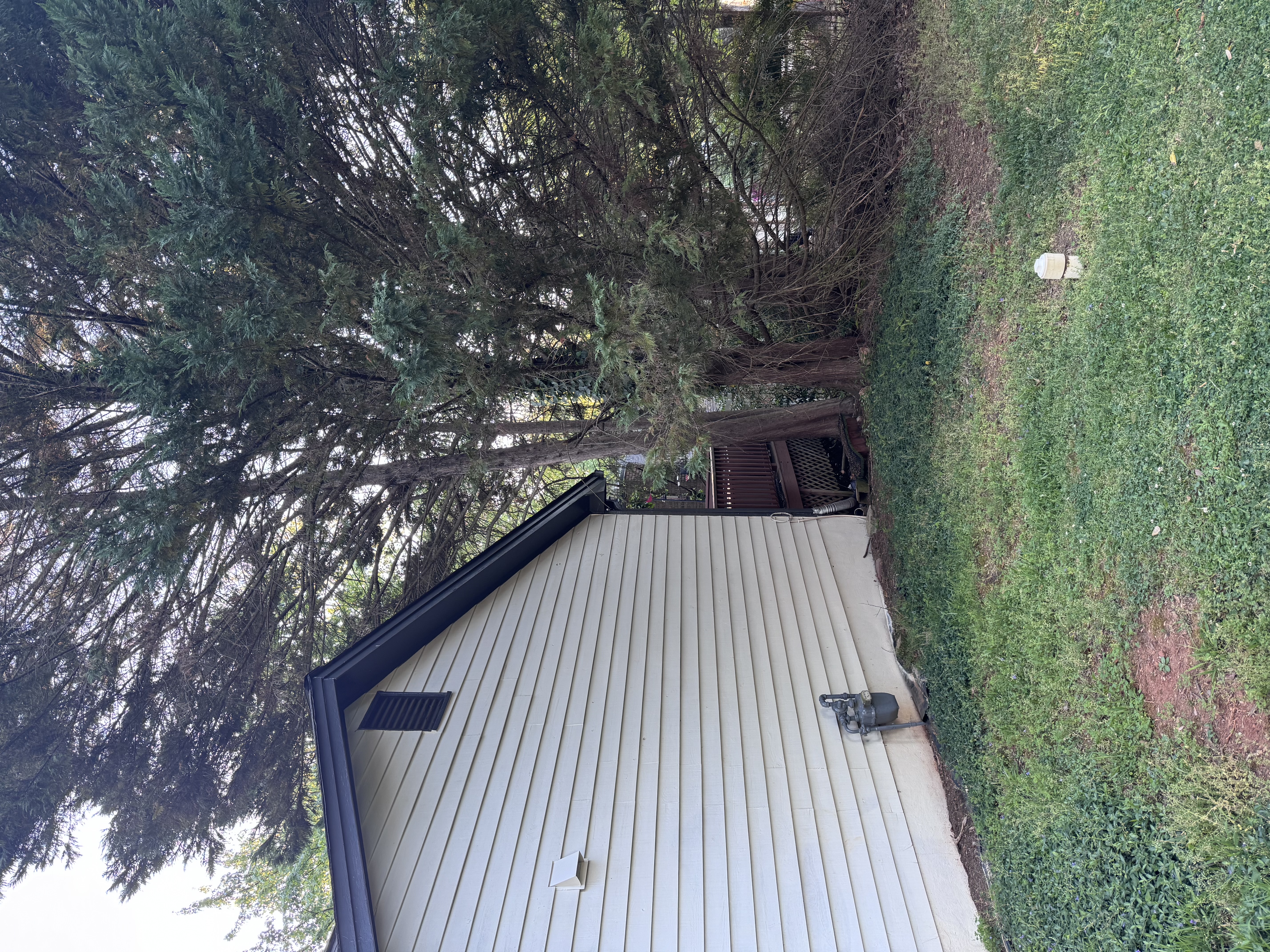 Leyland cypress cluster growing into the structure at 275 Truehedge Trace