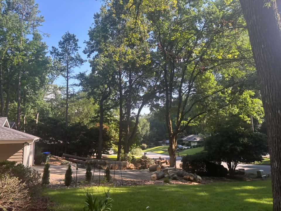 Enormous cut logs after removal